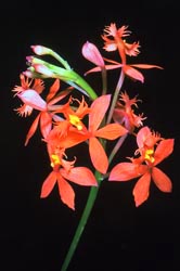 epidendron ibaguense thumbnail graphic